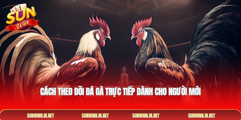Cách theo dõi đá gà trực tiếp dành cho người mới
